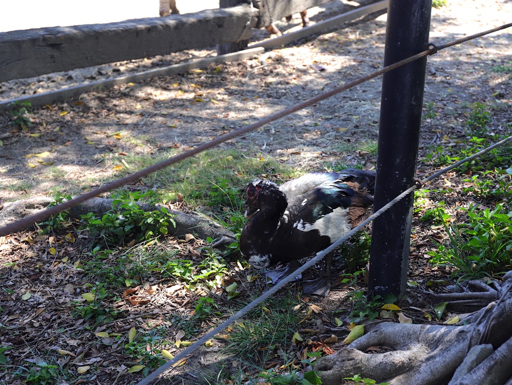 潮Way台南：台南輕鬆親子一日旅，就這樣安排/一日暢遊頑皮世界野生動物園.鹽水老街.菁寮老街.後壁俗女村.東山享美食/台南旅遊⾏程.住宿.美食推薦