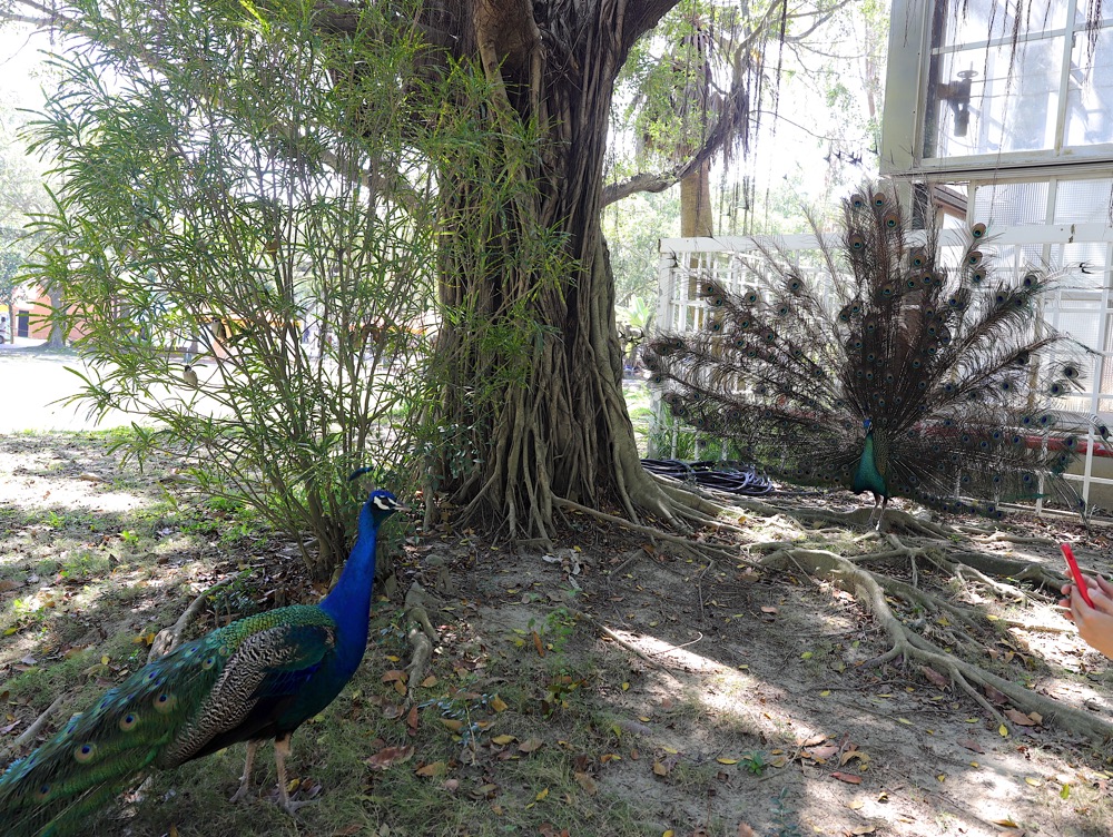 潮Way台南：台南輕鬆親子一日旅，就這樣安排/一日暢遊頑皮世界野生動物園.鹽水老街.菁寮老街.後壁俗女村.東山享美食/台南旅遊⾏程.住宿.美食推薦