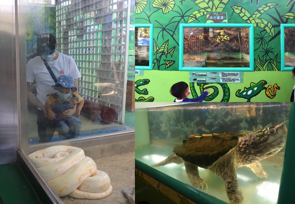 頑皮世界野生動物園：台南學甲區必遊景點.南臺灣最大動物園.可近距離餵食動物.帶小朋友來玩最佳遊樂天地/台南必玩必逛景點推薦/提早預約限定-水豚餵食互動體驗.小小獸醫體驗營